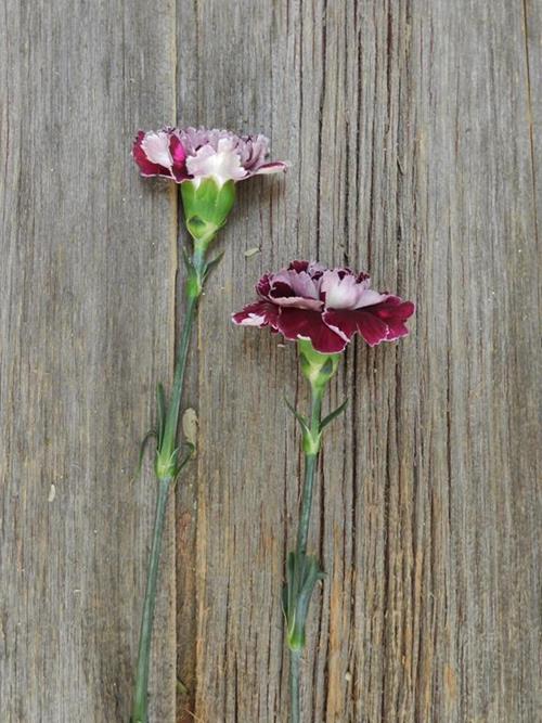 MINERVA BI-COLOR PURPLE/WHITE CARNATION